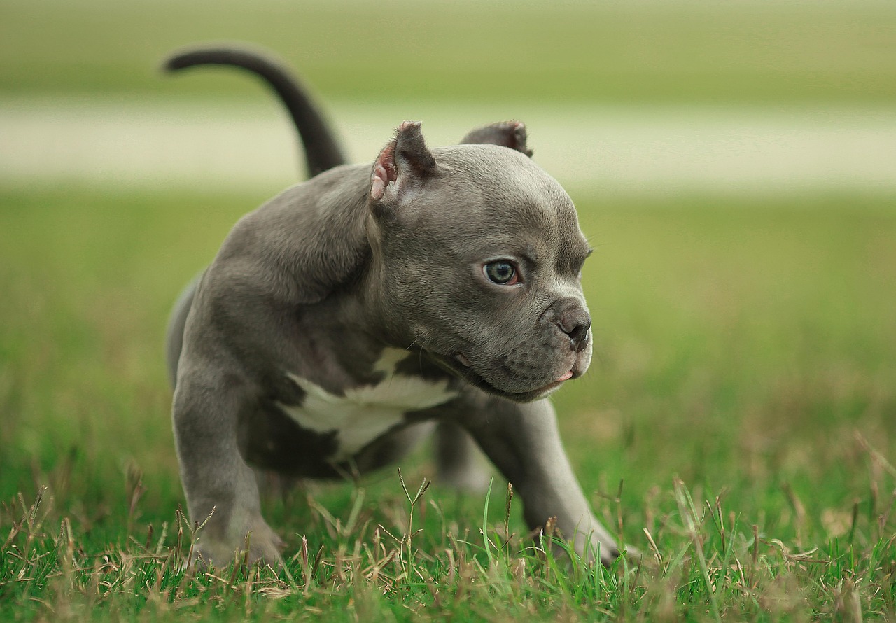 会飞的狗，悬于现实与传说之间的未解之谜